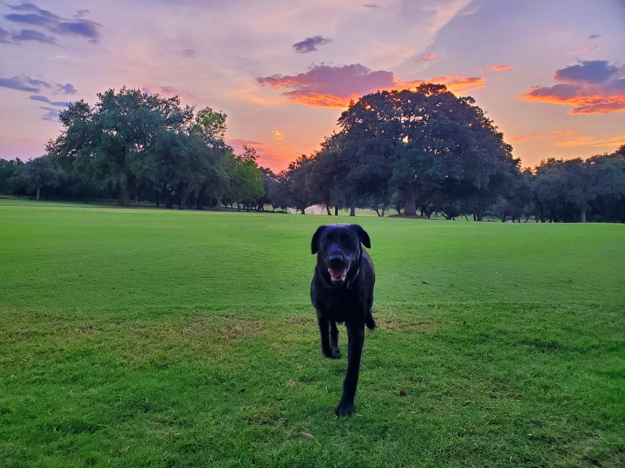 Black lab trotting across golf course green at sunset